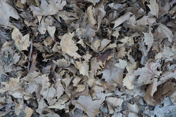 Background texture with autumnal leaves on the floor