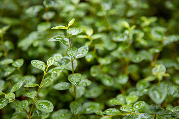 Wet green leaves in subtropics after it stopped raining. Rainy season concept.