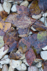 Background texture with autumnal leaves on the floor
