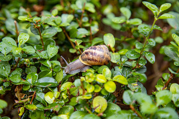 Wet green leaves in subtropics after it stopped raining. Rainy season concept.