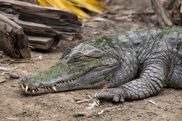 Cocodrilo con los ojos cerrados