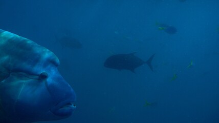 A large Humpheaded Wrasse fish in the Blue waters off the Coast of The Whitsunday Islands