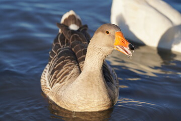 
Geese on the lake eating bread