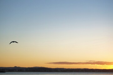 A seagull flies over the coast as the setting sun bathes the sky in oranges hues