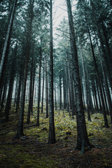 Look up view in the moody and mystic pine mountain forest on a rainy dark day. Mysterious moody vibes in the outdoor nature. Harz Mountain, Harz National Park, Torfhaus, Germany