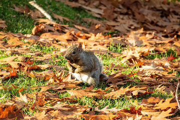 one cute grey squirrel sitting orange fall leaves with a big nut in its mouth on a sunny day