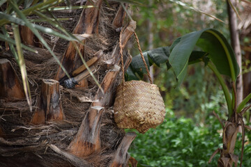 Hand made box tool with dates tree leaf, palm dry jar hanging on wood in garden, brown background culture thing wallpaper