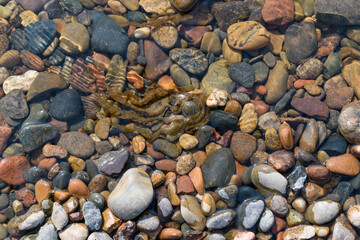 Edge of the water near the shore. Dry and wet stones, algae. Ripples on the surface of the water. Sun glare.