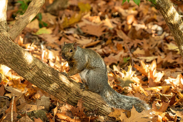 OLYMPUS DIGITAL one cute grey squirrel resting on a thick branch out of brown leaves covered ground in the park
