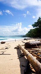Fototapeta na wymiar Washed up drift wood on a golden sand beach - Indonesia