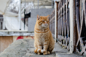 Red cat city on the fence. Street cat.