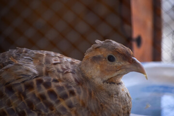 Quail bird in cage close up. Partridge wild hen portrait, chakor female animal alone background wallpaper