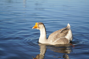 
Geese on the lake eating bread