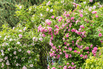 Two large park rose bushes with a large number of flowers, partially blossomed