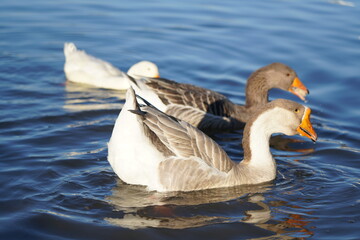 
Geese on the lake eating bread