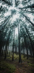 Look up view in the moody and mystic pine mountain forest on a rainy dark day. Mysterious moody vibes in the outdoor nature. Harz Mountain, Harz National Park, Torfhaus, Germany