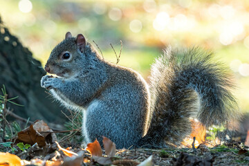 close up of a cute grey squirrel sitting on the brown fall leaves filled ground near a tree eating the nut holding on its paws while back lit by  the sun