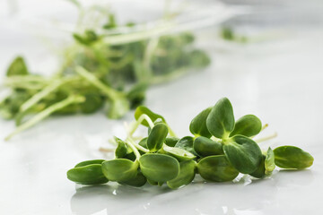 FRESH TASTY MICROGREEN ON LIGHT BACKGROUND