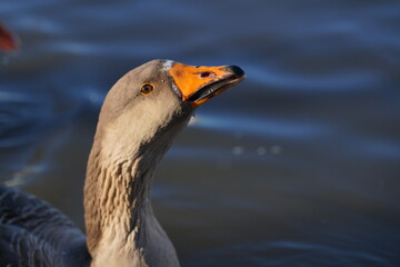 Goose on the lake. Macro shooting