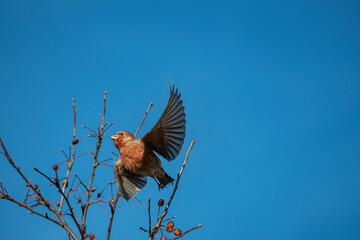 one beautiful red house finch flew pass the leafless branch top under clear blue sky