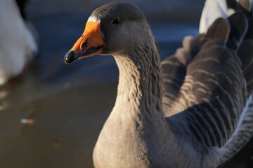 Goose on the lake. Macro shooting