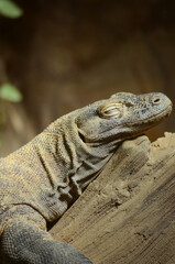 Komodo Dragon sunning itself on a log