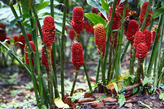 Beehive ginger flowers in Arenal, Costa Rica.