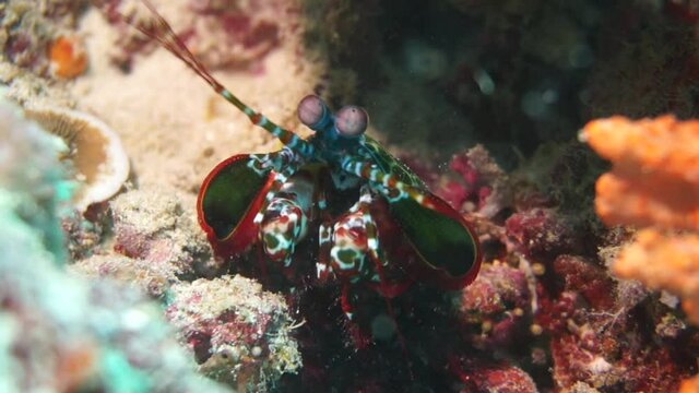 A mantis shrimp slyly peeks out of its burrow. Marine killer in the wild.