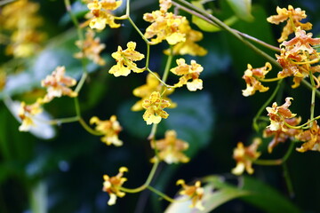 Close-up shot of yellow Oncidium orchid flowers in Arenal, Costa Rica.