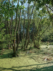 Trees standing in water full of duckweed (lemna minor) in a german swamp area
