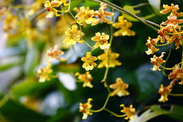 Obraz premium Close-up shot of yellow Oncidium orchid flowers in Arenal, Costa Rica.