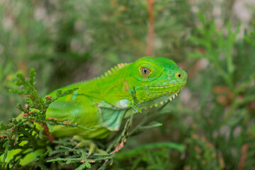 Iguana camuflaje