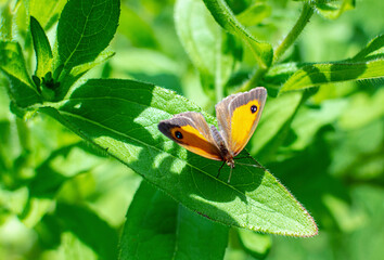 A yellow butterfly resting on green leaf on sunny day in summer