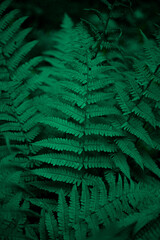 Fern leaves background. Green leaves of a bush. Free space. Green wild vegetation in nature for nature theme background design. Deciduous plant in nature. Green background