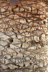 trunk of a brown palm tree