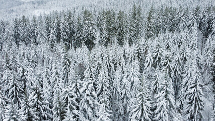 beschneiter Wald im Winter im Schwarzwald