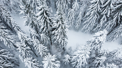 Schwarzwald Tannen mit Schnee im Winter von oben