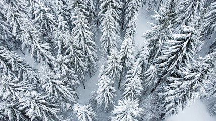 Schwarzwald Tannen mit Schnee im Winter Vogelperspektive