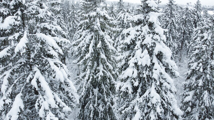 Schwarzwald Tannen mit Schnee