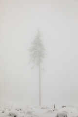 winter landscape in forest with white covered trees