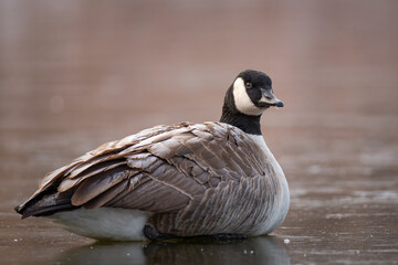 Canada goose on frozen lake
