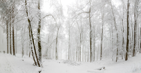 winter landscape in forest with white covered trees