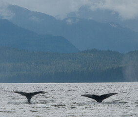 Fototapeta premium Whale Fluke Duo, Alaska