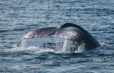 Humpback Whale Fluke Waterfall
