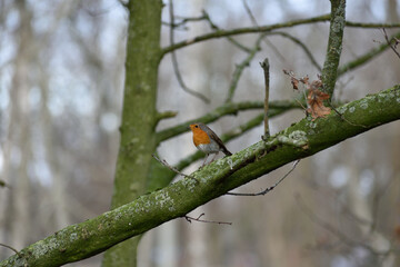 Robin Red Breast bird perched on a branch in woodland setting