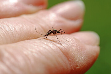 Eine gefährliche Asiatische Buschmücke (Aedes japonicus) auf der Hand von einer Frau