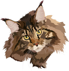 Maine coon cat head vector illustration, Maine Coon vector illustration, portrait. Brown color, head..zip, Brown cat Maine Coon vector illustration. Portrait.