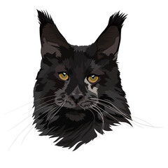 Maine Coon black cat. Head vector illustration.