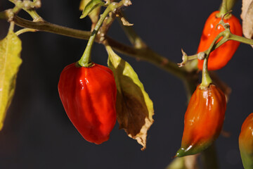 Frische kleine scharfe rote Chili an einem Strauch