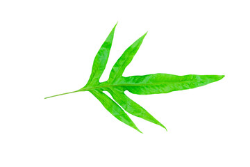 Green fern leaf isolated on white background